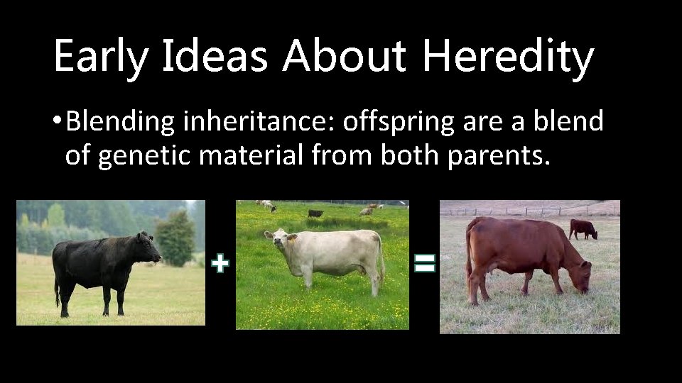 Early Ideas About Heredity • Blending inheritance: offspring are a blend of genetic material