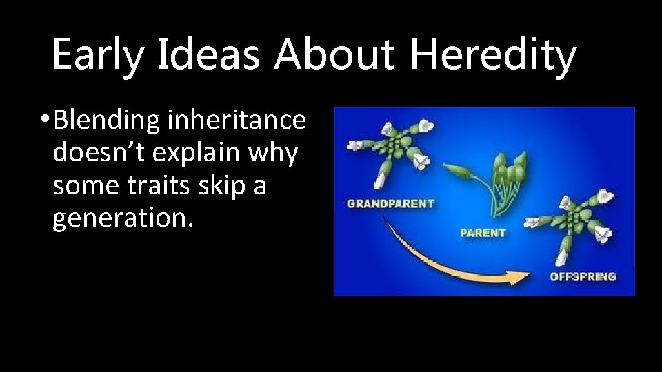 Early Ideas About Heredity • Blending inheritance doesn’t explain why some traits skip a
