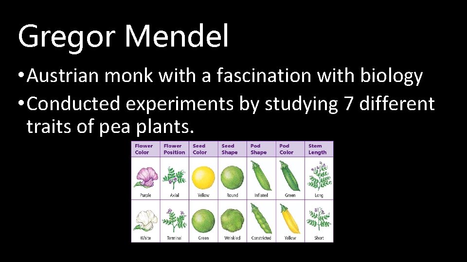 Gregor Mendel • Austrian monk with a fascination with biology • Conducted experiments by