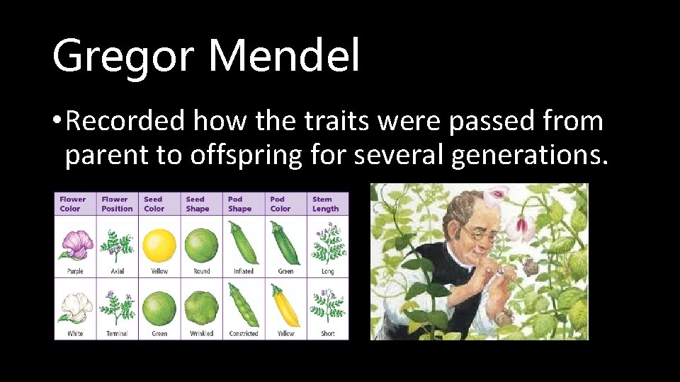 Gregor Mendel • Recorded how the traits were passed from parent to offspring for