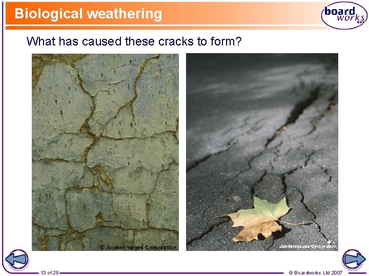 Biological weathering What has caused these cracks to form? 13 of 28 © Boardworks