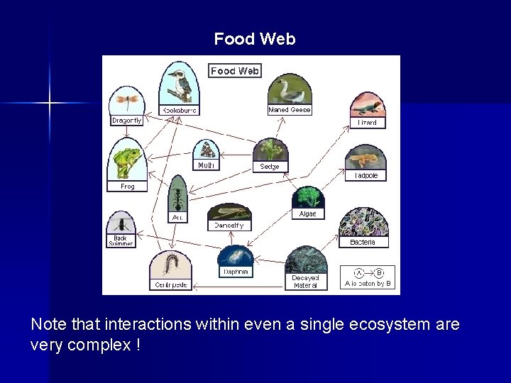 Food Web Note that interactions within even a single ecosystem are very complex !