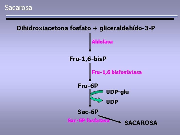 Sacarosa Dihidroxiacetona fosfato + gliceraldehído-3 -P Aldolasa Fru-1, 6 -bis. P Fru-1, 6 bisfosfatasa