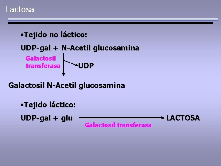 Lactosa • Tejido no láctico: UDP-gal + N-Acetil glucosamina Galactosil transferasa UDP Galactosil N-Acetil
