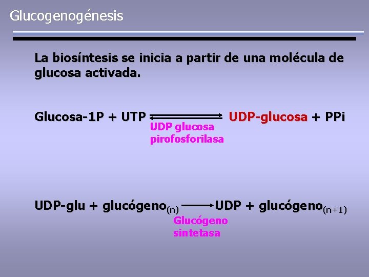 Glucogenogénesis La biosíntesis se inicia a partir de una molécula de glucosa activada. Glucosa-1