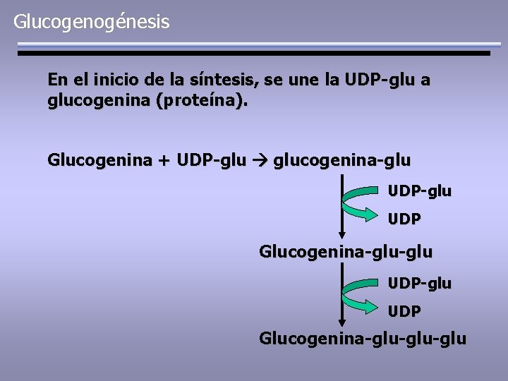 Glucogenogénesis En el inicio de la síntesis, se une la UDP-glu a glucogenina (proteína).