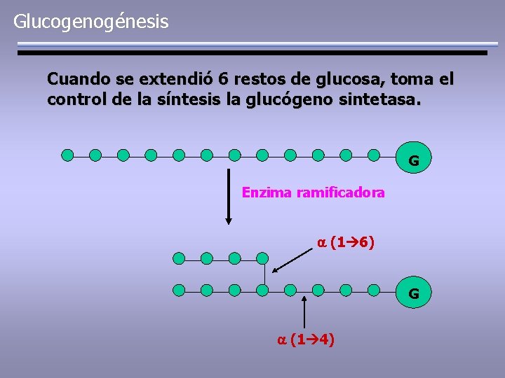 Glucogenogénesis Cuando se extendió 6 restos de glucosa, toma el control de la síntesis