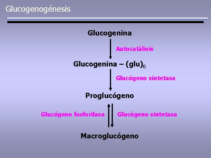 Glucogenogénesis Glucogenina Autocatálisis Glucogenina – (glu)6 Glucógeno sintetasa Proglucógeno Glucógeno fosforilasa Glucógeno sintetasa Macroglucógeno