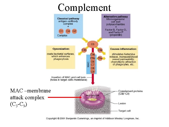 Complement MAC –membrane attack complex (C 3 -C 9) 