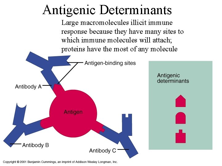 Antigenic Determinants Large macromolecules illicit immune response because they have many sites to which