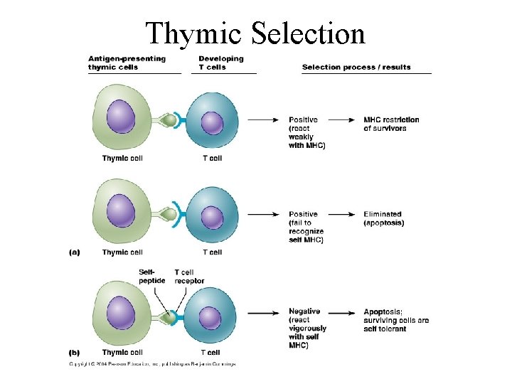 Thymic Selection 