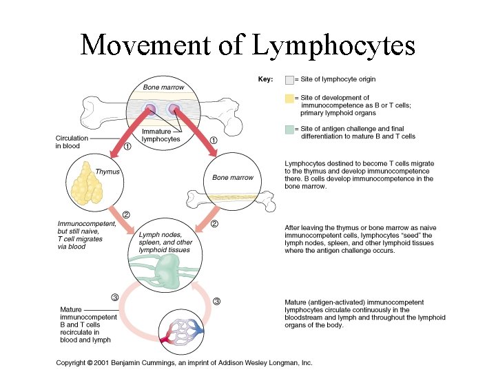 Movement of Lymphocytes 