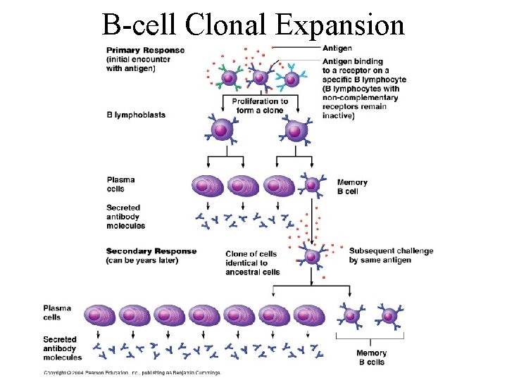 B-cell Clonal Expansion 