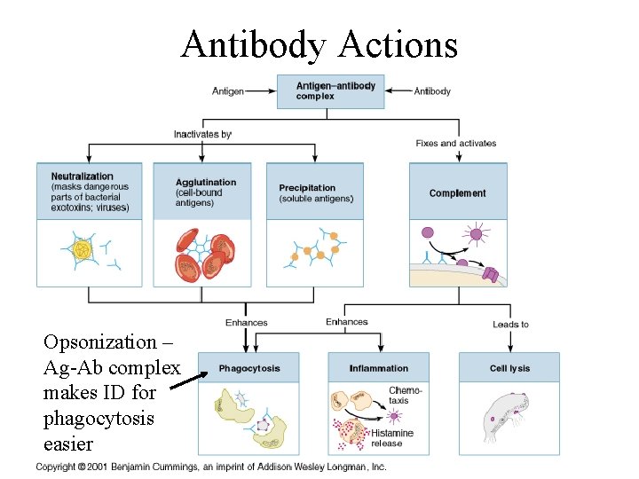 Antibody Actions Opsonization – Ag-Ab complex makes ID for phagocytosis easier 
