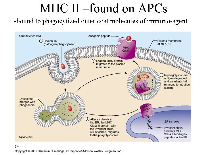 MHC II –found on APCs -bound to phagocytized outer coat molecules of immuno-agent 