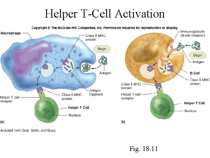 Helper T-Cell Activation Fig. 18. 11 