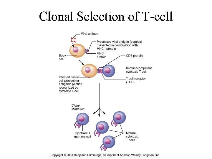 Clonal Selection of T-cell 