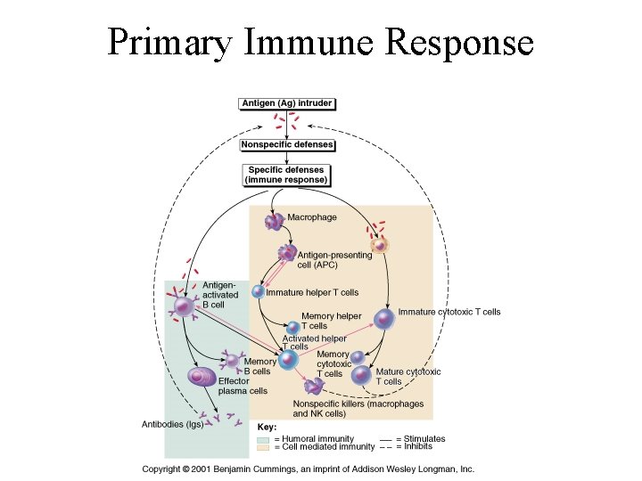 Primary Immune Response 