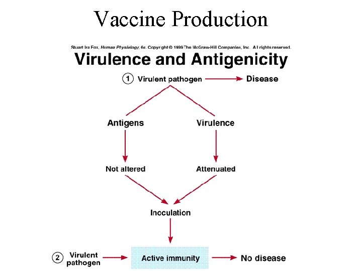 Vaccine Production 