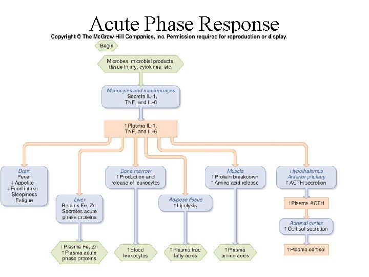 Acute Phase Response 