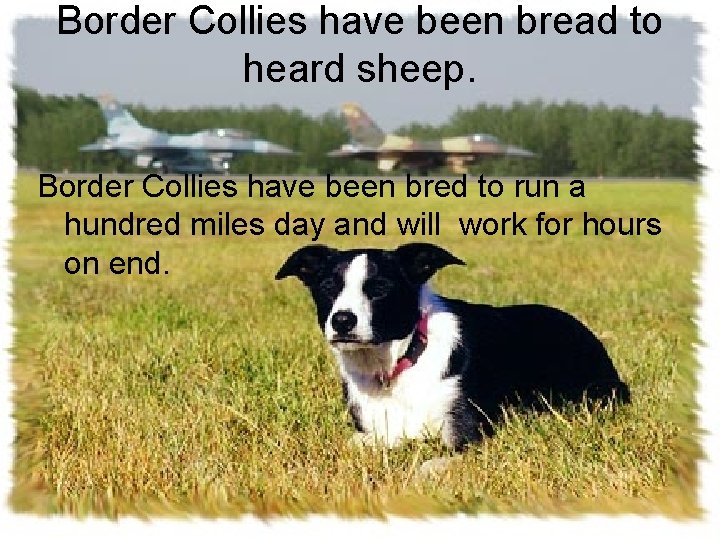 Border Collies have been bread to heard sheep. Border Collies have been bred to