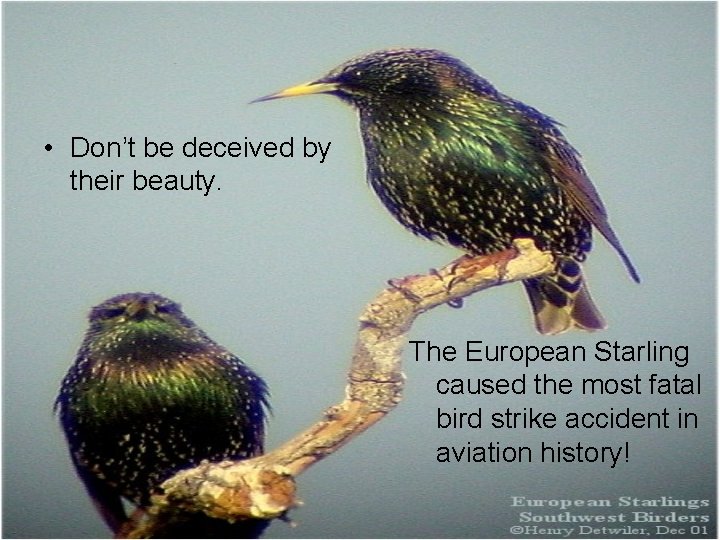  • Don’t be deceived by their beauty. The European Starling caused the most