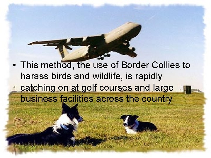  • This method, the use of Border Collies to harass birds and wildlife,