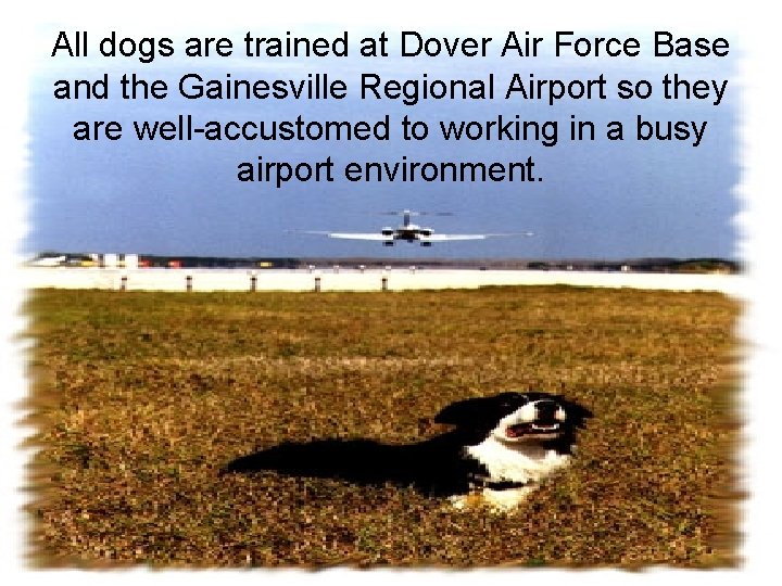 All dogs are trained at Dover Air Force Base and the Gainesville Regional Airport