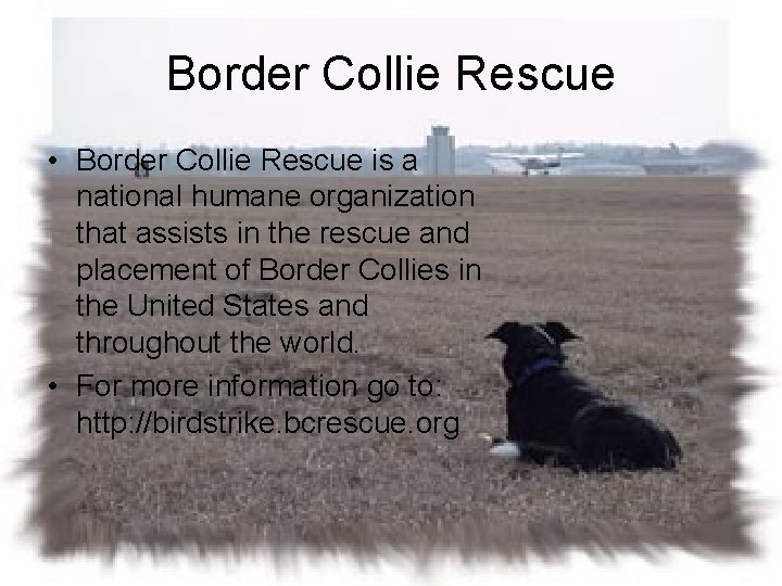 Border Collie Rescue • Border Collie Rescue is a national humane organization that assists