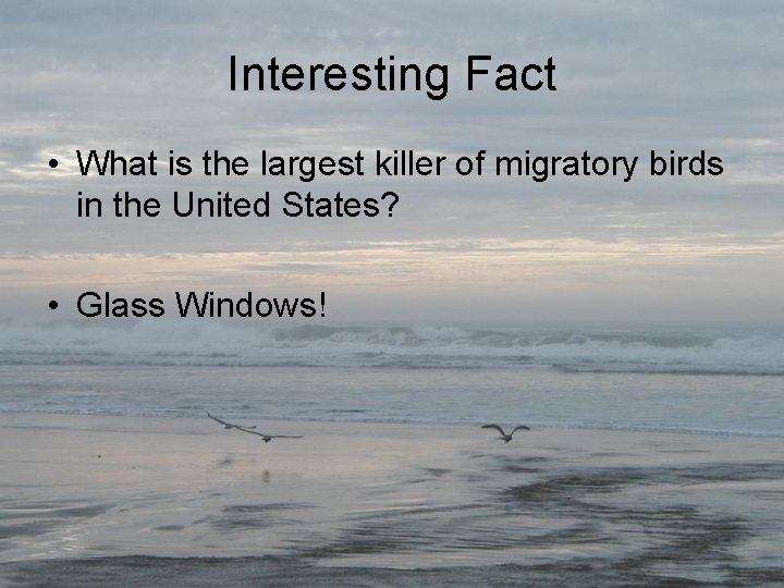 Interesting Fact • What is the largest killer of migratory birds in the United