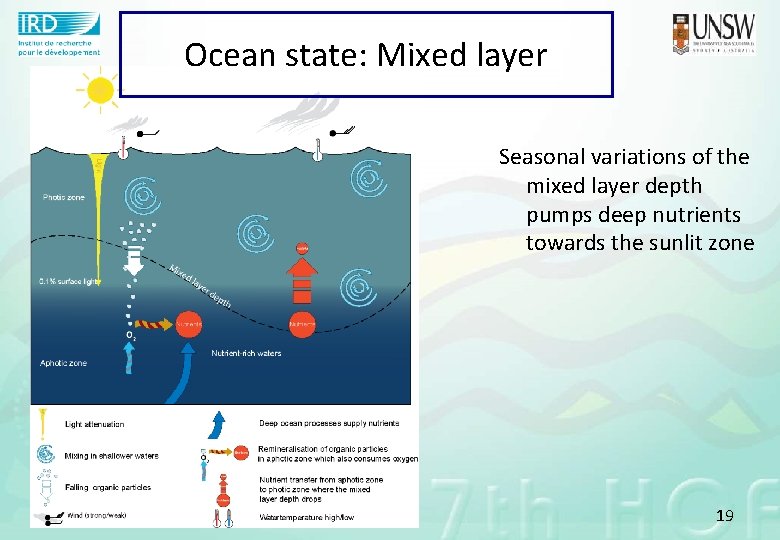 Ocean state: Mixed layer Seasonal variations of the mixed layer depth pumps deep nutrients