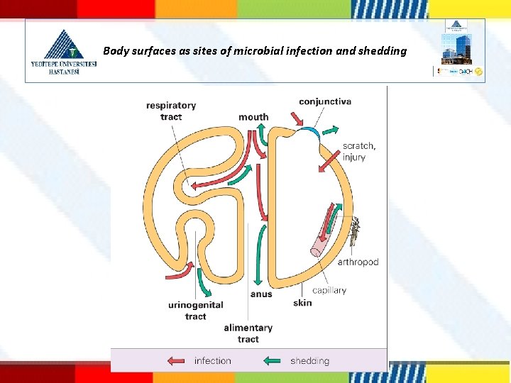 Body surfaces as sites of microbial infection and shedding 