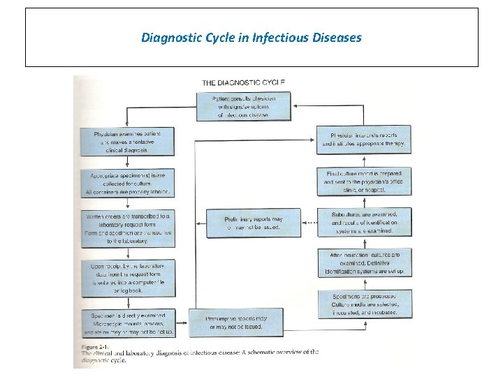 Diagnostic Cycle in Infectious Diseases 