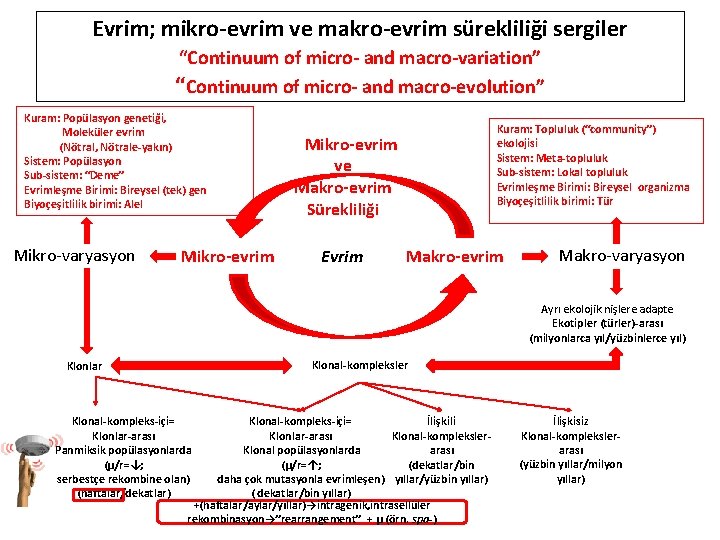 Evrim; mikro-evrim ve makro-evrim sürekliliği sergiler “Continuum of micro- and macro-variation” “Continuum of micro-