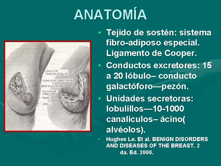 ANATOMÍA • Tejido de sostén: sistema fibro-adiposo especial. Ligamento de Cooper. • Conductos excretores: