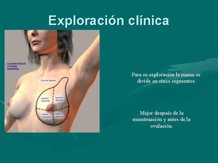 Exploración clínica Para su exploración la mama se divide en cinco segmentos Mejor después