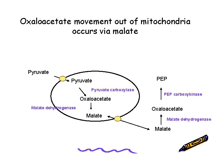 Oxaloacetate movement out of mitochondria occurs via malate Pyruvate carboxylase Oxaloacetate Malate dehydrogenase PEP