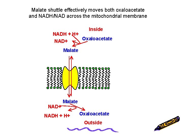Malate shuttle effectively moves both oxaloacetate and NADH/NAD across the mitochondrial membrane Inside NADH