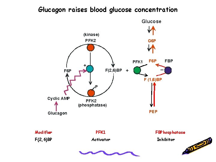 Glucagon raises blood glucose concentration Glucose (kinase) PFK 2 G 6 P PFK 1