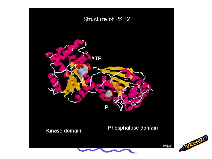 Structure of PKF 2 ATP Pi Kinase domain Phosphatase domain 