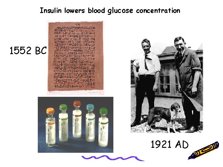 Insulin lowers blood glucose concentration 1552 BC 1921 AD 