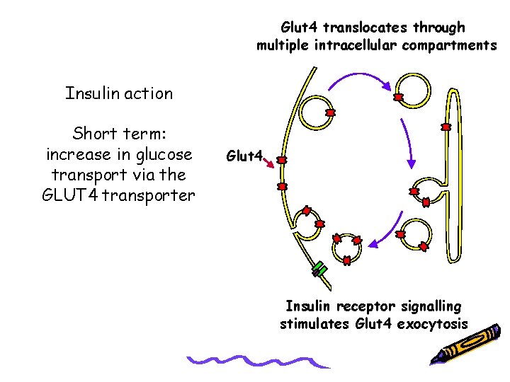 Glut 4 translocates through multiple intracellular compartments Insulin action Short term: increase in glucose