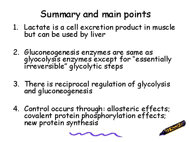 Summary and main points 1. Lactate is a cell excretion product in muscle but