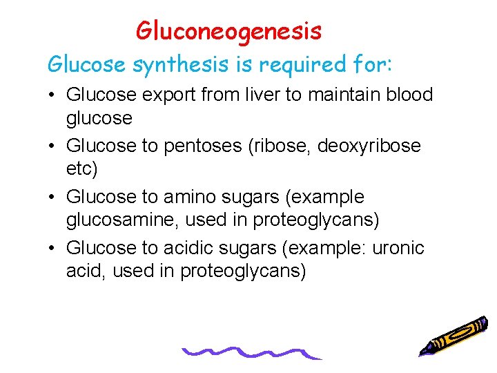 Gluconeogenesis Glucose synthesis is required for: • Glucose export from liver to maintain blood