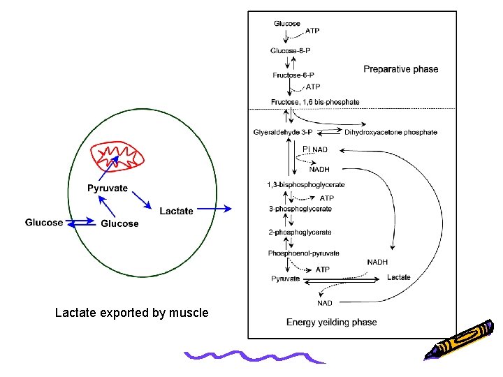 Pi Lactate exported by muscle 