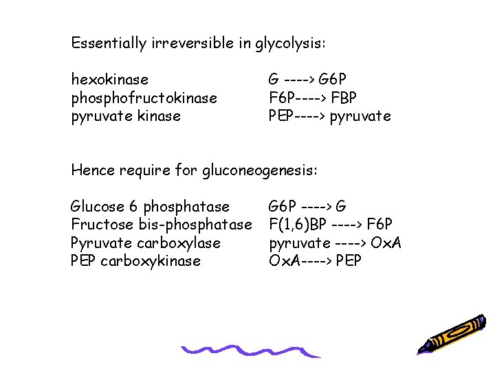 Essentially irreversible in glycolysis: hexokinase phosphofructokinase pyruvate kinase G ----> G 6 P F