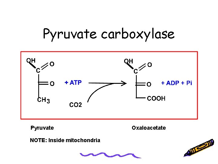 Pyruvate carboxylase Pyruvate NOTE: Inside mitochondria Oxaloacetate 