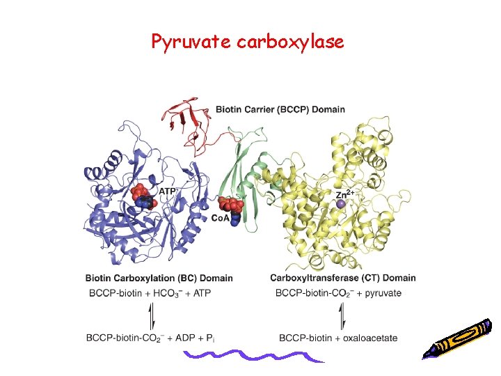 Pyruvate carboxylase 