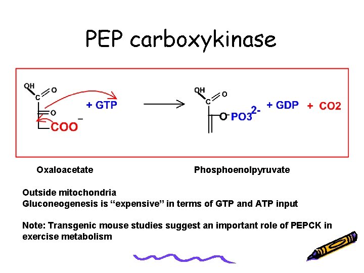 PEP carboxykinase Oxaloacetate Phosphoenolpyruvate Outside mitochondria Gluconeogenesis is “expensive” in terms of GTP and