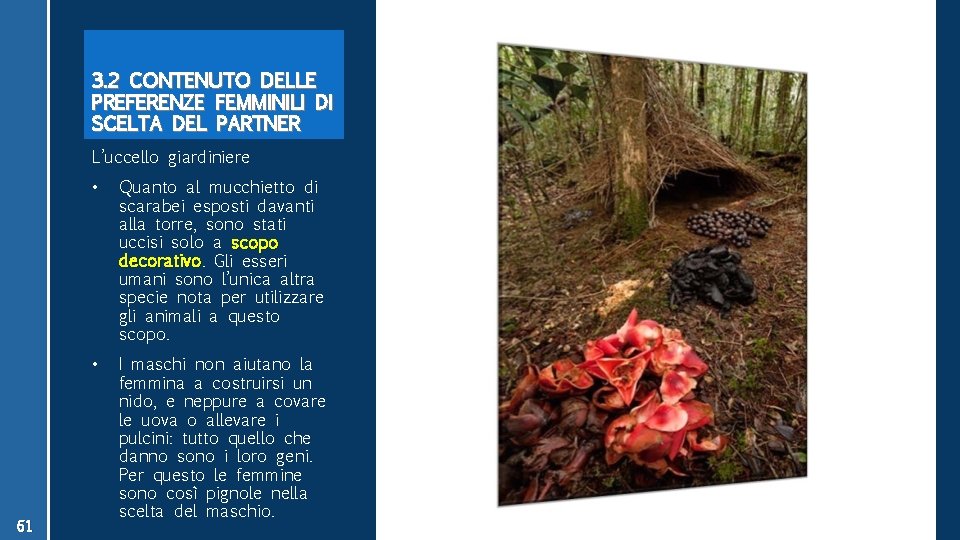 3. 2 CONTENUTO DELLE PREFERENZE FEMMINILI DI SCELTA DEL PARTNER L’uccello giardiniere 61 •